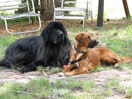 A dog image from https://images.dog.ceo/breeds/newfoundland/n02111277_3560.jpg