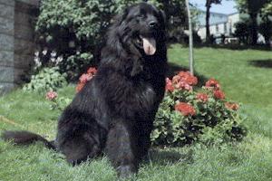 A dog image from https://images.dog.ceo/breeds/newfoundland/n02111277_3653.jpg