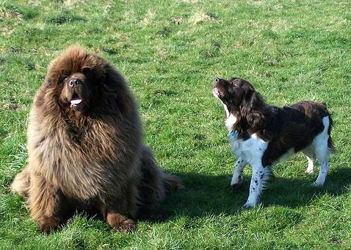 newfoundland