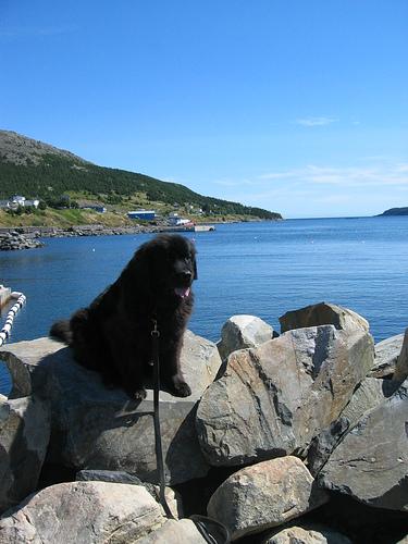 A dog image from https://images.dog.ceo/breeds/newfoundland/n02111277_3951.jpg