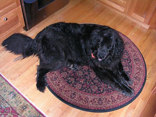 A dog image from https://images.dog.ceo/breeds/newfoundland/n02111277_399.jpg