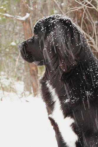 A dog image from https://images.dog.ceo/breeds/newfoundland/n02111277_4292.jpg