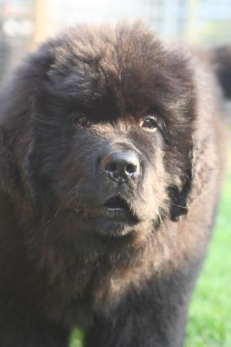 A dog image from https://images.dog.ceo/breeds/newfoundland/n02111277_4744.jpg