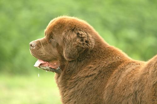 A dog image from https://images.dog.ceo/breeds/newfoundland/n02111277_5145.jpg