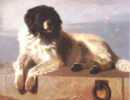 A dog image from https://images.dog.ceo/breeds/newfoundland/n02111277_5577.jpg