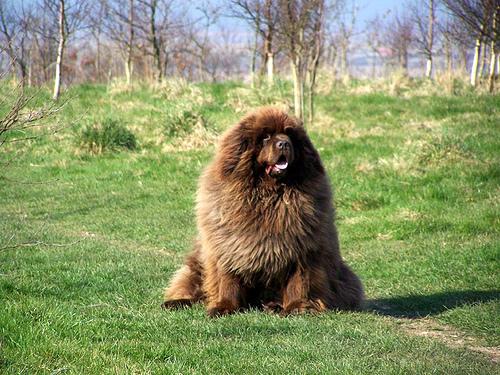 A dog image from https://images.dog.ceo/breeds/newfoundland/n02111277_6229.jpg