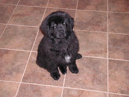 A dog image from https://images.dog.ceo/breeds/newfoundland/n02111277_6353.jpg