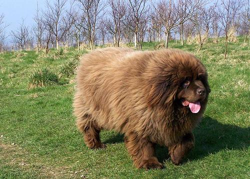 A dog image from https://images.dog.ceo/breeds/newfoundland/n02111277_6471.jpg