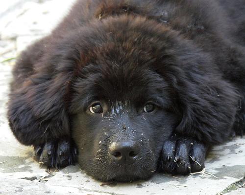 A dog image from https://images.dog.ceo/breeds/newfoundland/n02111277_6662.jpg