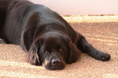 A dog image from https://images.dog.ceo/breeds/newfoundland/n02111277_6773.jpg