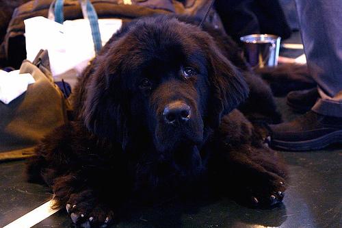 A dog image from https://images.dog.ceo/breeds/newfoundland/n02111277_7225.jpg