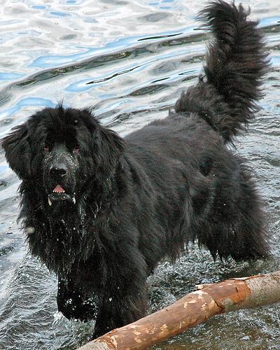 A dog image from https://images.dog.ceo/breeds/newfoundland/n02111277_766.jpg