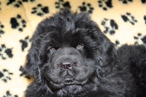 A dog image from https://images.dog.ceo/breeds/newfoundland/n02111277_8579.jpg