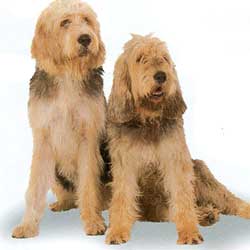 A dog image from https://images.dog.ceo/breeds/otterhound/n02091635_1043.jpg