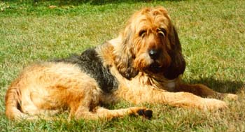 A dog image from https://images.dog.ceo/breeds/otterhound/n02091635_1058.jpg