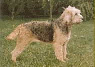 A dog image from https://images.dog.ceo/breeds/otterhound/n02091635_1240.jpg