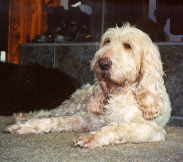 A dog image from https://images.dog.ceo/breeds/otterhound/n02091635_1329.jpg