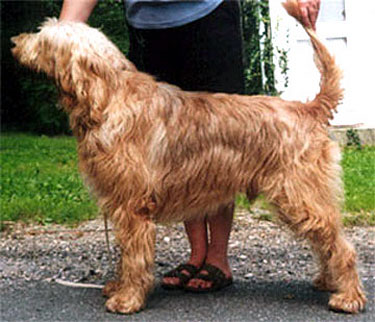 otterhound