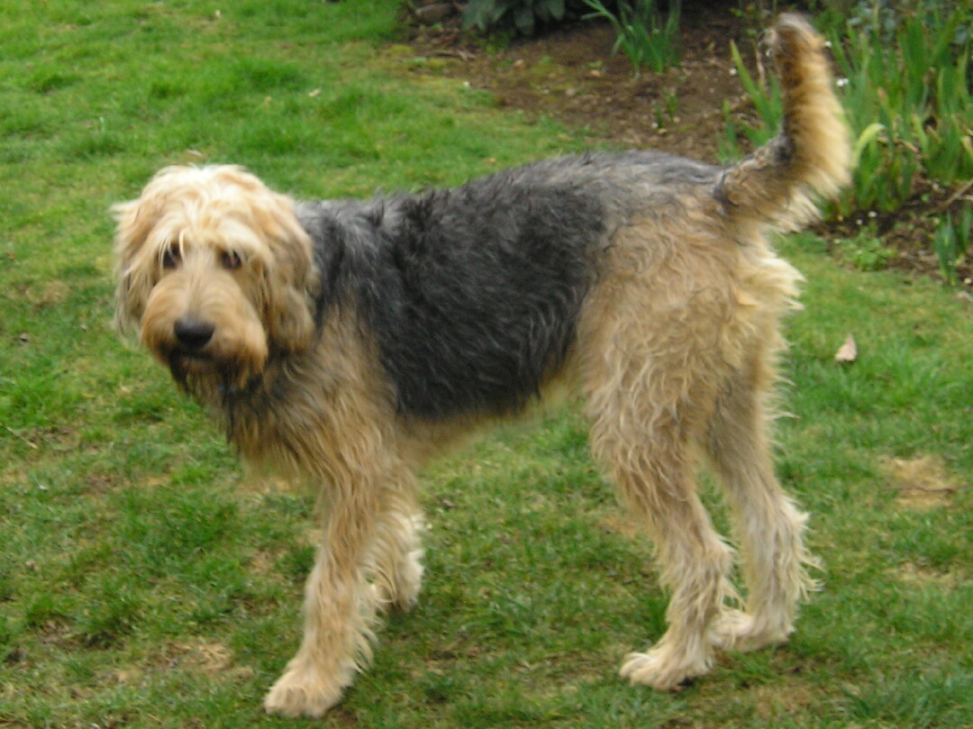 A dog image from https://images.dog.ceo/breeds/otterhound/n02091635_1590.jpg