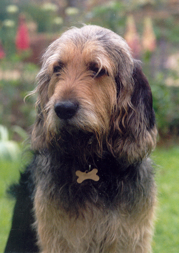 A dog image from https://images.dog.ceo/breeds/otterhound/n02091635_1706.jpg