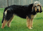 A dog image from https://images.dog.ceo/breeds/otterhound/n02091635_1879.jpg