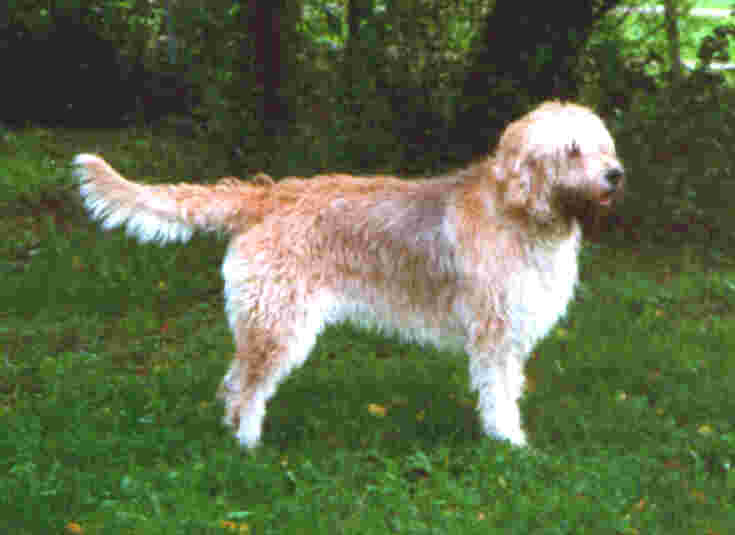 otterhound