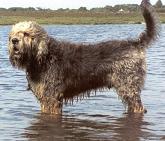 A dog image from https://images.dog.ceo/breeds/otterhound/n02091635_215.jpg