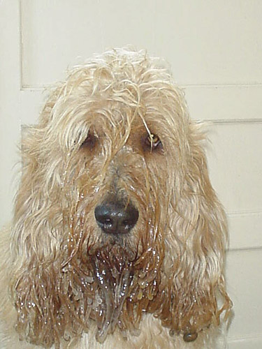 A dog image from https://images.dog.ceo/breeds/otterhound/n02091635_2377.jpg