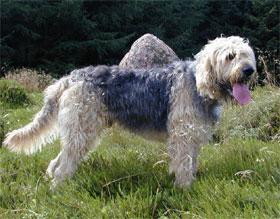 otterhound