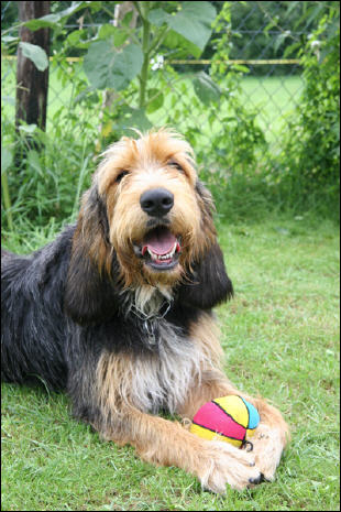 A dog image from https://images.dog.ceo/breeds/otterhound/n02091635_2867.jpg