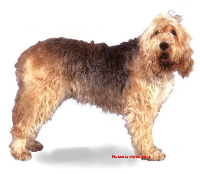 A dog image from https://images.dog.ceo/breeds/otterhound/n02091635_2887.jpg