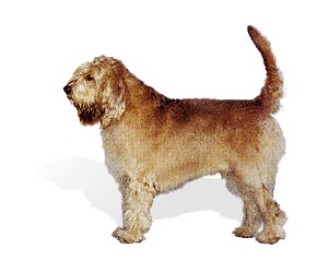 A dog image from https://images.dog.ceo/breeds/otterhound/n02091635_3548.jpg