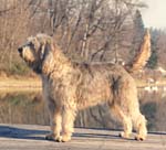 A dog image from https://images.dog.ceo/breeds/otterhound/n02091635_3661.jpg