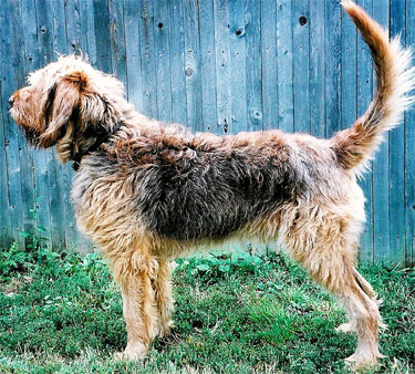 A dog image from https://images.dog.ceo/breeds/otterhound/n02091635_3941.jpg