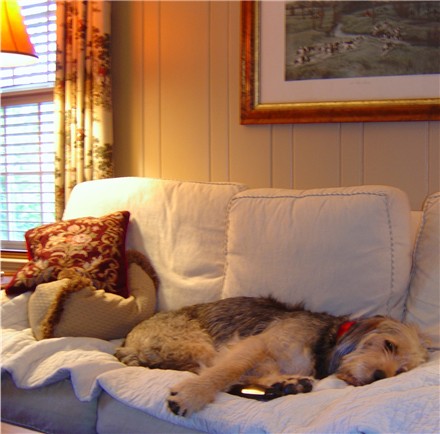 A dog image from https://images.dog.ceo/breeds/otterhound/n02091635_4697.jpg