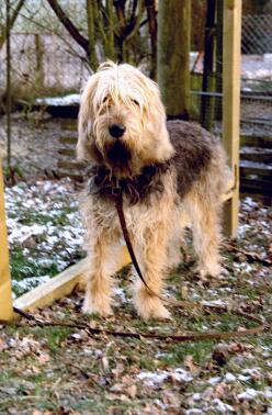 otterhound