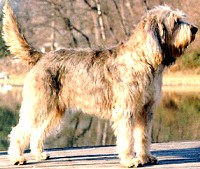 A dog image from https://images.dog.ceo/breeds/otterhound/n02091635_699.jpg