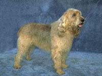 A dog image from https://images.dog.ceo/breeds/otterhound/n02091635_831.jpg