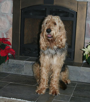 A dog image from https://images.dog.ceo/breeds/otterhound/n02091635_963.jpg