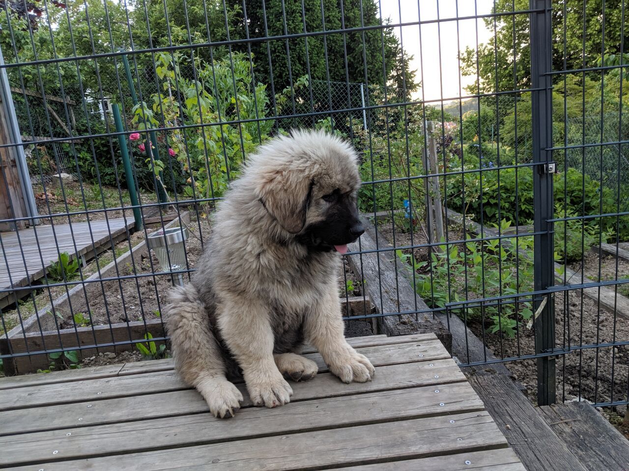 Caucasian Ovcharka