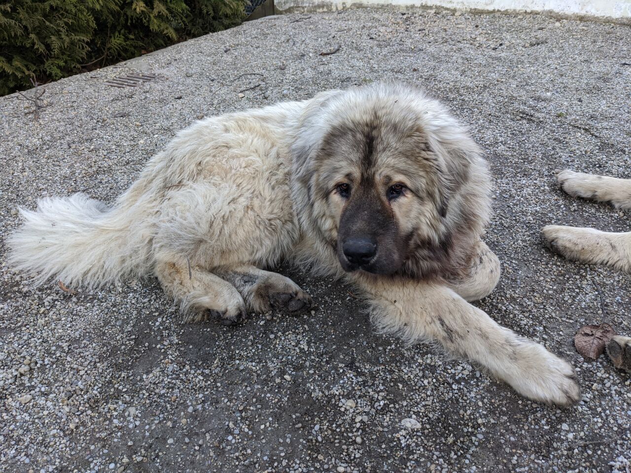 random dog