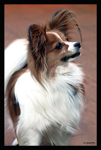 A dog image from https://images.dog.ceo/breeds/papillon/n02086910_1449.jpg