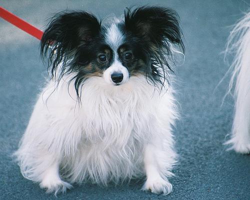 A dog image from https://images.dog.ceo/breeds/papillon/n02086910_1501.jpg