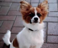 A dog image from https://images.dog.ceo/breeds/papillon/n02086910_1826.jpg