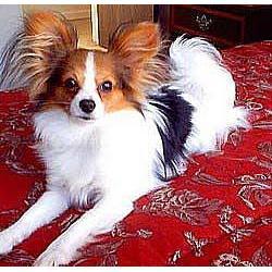 A dog image from https://images.dog.ceo/breeds/papillon/n02086910_2168.jpg