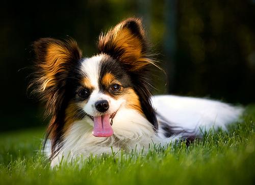 A dog image from https://images.dog.ceo/breeds/papillon/n02086910_2188.jpg