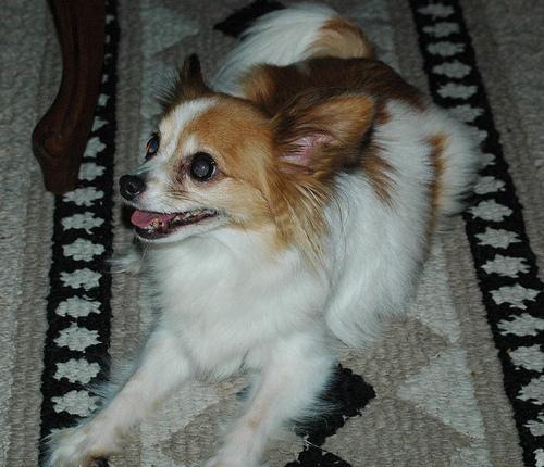 A dog image from https://images.dog.ceo/breeds/papillon/n02086910_2235.jpg