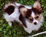 A dog image from https://images.dog.ceo/breeds/papillon/n02086910_2240.jpg