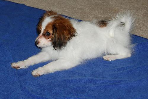 A dog image from https://images.dog.ceo/breeds/papillon/n02086910_2410.jpg