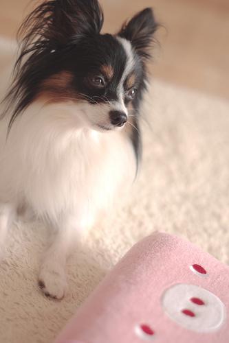 A dog image from https://images.dog.ceo/breeds/papillon/n02086910_2455.jpg